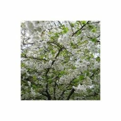 Prunus 'Shogetsu' | Cherry Blossom Tree 10 Prunus 'Shogetsu' | Cherry Blossom Tree -Ornamental Trees Shop TR01829L add image 1 f11e