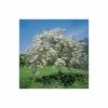 Prunus 'Shogetsu' | Cherry Blossom Tree -Ornamental Trees Shop TR01829L main image 2843