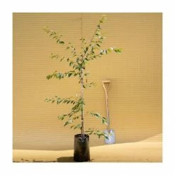 Prunus x subhirtella 'Autumnalis Rosea' | Cherry Blossom Tree -Ornamental Trees Shop TR01839L add image 1 c1bd