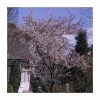 Prunus x subhirtella 'Autumnalis Rosea' | Cherry Blossom Tree -Ornamental Trees Shop TR01839L main image 0f7f