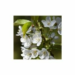 Prunus 'Tai Haku' | Great White Cherry Blossom Tree | 12L Pot | 150-180cm | By Frank P Matthews -Ornamental Trees Shop TR018412L add image 1 577a