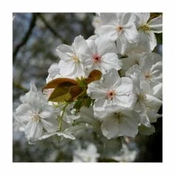 Prunus 'Tai Haku' | Cherry Blossom Tree 9 Prunus 'Tai Haku' | Cherry Blossom Tree -Ornamental Trees Shop TR01849L add image 2 42da