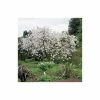 Prunus 'Tai Haku' | Cherry Blossom Tree -Ornamental Trees Shop TR01849L main image 1038
