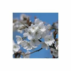 Prunus 'Tai Haku' | Cherry Blossom Tree 7 Prunus 'Tai Haku' | Cherry Blossom Tree -Ornamental Trees Shop TR01849L rollover image b393