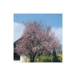 Prunus cerasifera 'Nigra' | Cherry Blossom Tree | 12L Pot | 150-180cm | By Frank P Matthews 10 Prunus cerasifera 'Nigra' | Cherry Blossom Tree | 12L Pot | 150-180cm | By Frank P Matthews -Ornamental Trees Shop TR018812L add image 2 57c7