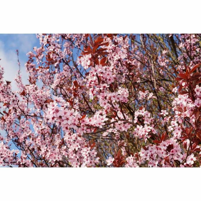 Prunus cerasifera 'Nigra' | Cherry Blossom Tree | 12L Pot | 150-180cm | By Frank P Matthews 4 Prunus cerasifera 'Nigra' | Cherry Blossom Tree | 12L Pot | 150-180cm | By Frank P Matthews - Image 2
