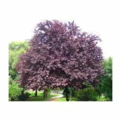 Prunus cerasifera 'Nigra' | Cherry Blossom Tree 9 Prunus cerasifera 'Nigra' | Cherry Blossom Tree -Ornamental Trees Shop TR01889L add image 1 5bd7