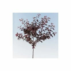 Prunus cerasifera 'Nigra' | Cherry Blossom Tree 11 Prunus cerasifera 'Nigra' | Cherry Blossom Tree -Ornamental Trees Shop TR01889L add image 3 e5e0