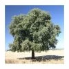 Quercus ilex | Evergreen Oak Tree | 9L Pot | 120-150cm -Ornamental Trees Shop TR0189 main image a2ef