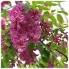 Robinia × margaretta Casque Rouge | Pink Cascade False Acacia | 9L Pot | 120-150cm -Ornamental Trees Shop TR0191 main image 9cf2
