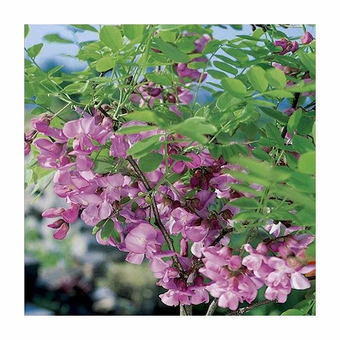 Robinia × margaretta Casque Rouge | Pink Cascade False Acacia | 9L Pot | 120-150cm 4 Robinia × margaretta Casque Rouge | Pink Cascade False Acacia | 9L Pot | 120-150cm - Image 2