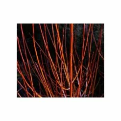 Salix alba 'Britzenis' | Willow Tree -Ornamental Trees Shop TR0193 add image 1 fc9b