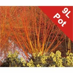 Salix alba 'Britzenis' | Willow Tree -Ornamental Trees Shop TR0193 add image 2 347a