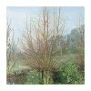 Salix alba 'Britzenis' | Willow Tree -Ornamental Trees Shop TR0193 main image f171