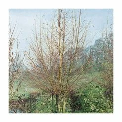 Salix alba 'Britzenis' | Willow Tree