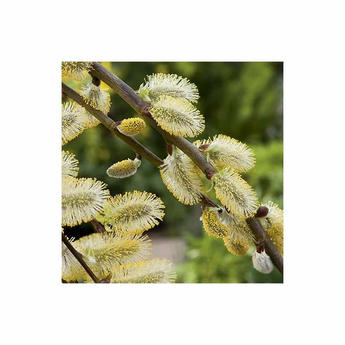 Salix caprea 'Kilmarnock' | Willow Tree 4 Salix caprea 'Kilmarnock' | Willow Tree - Image 2