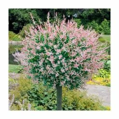 Salix integra 'Hakuro-nishiki' | Flamingo Willow Tree | 4L Pot | 120-150cm -Ornamental Trees Shop TR0196 add image 1 313f