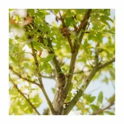 Salix integra 'Hakuro-nishiki' | Flamingo Willow Tree | 4L Pot | 120-150cm -Ornamental Trees Shop TR0196 add image 3 27f2