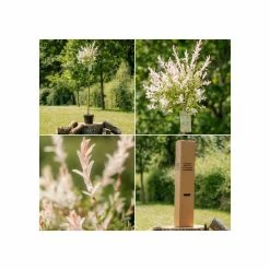 Salix integra 'Hakuro-nishiki' | Flamingo Willow Tree | 4L Pot | 120-150cm -Ornamental Trees Shop TR0196 add image 4 fa4b