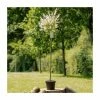 Salix integra 'Hakuro-nishiki' | Flamingo Willow Tree | 4L Pot | 120-150cm -Ornamental Trees Shop TR0196 main image 5d76