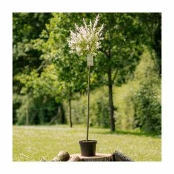 Ornamental Trees Shop 35 Salix integra 'Hakuro-nishiki' | Flamingo Willow Tree | 4L Pot | 120-150cm