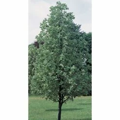 Sorbus aria 'Lutescens' | Rowan Tree 9 Sorbus aria 'Lutescens' | Rowan Tree -Ornamental Trees Shop TR01979L add image 2 bf26