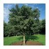 Sorbus aucuparia 'Asplenifolia' | Rowan Tree 1 Sorbus aucuparia 'Asplenifolia' | Rowan Tree -Ornamental Trees Shop TR01999L main image 519b