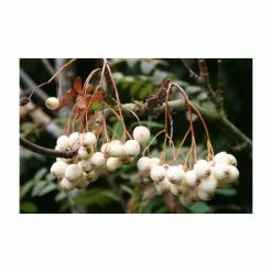 Sorbus cashmiriana | Rowan Tree 8 Sorbus cashmiriana | Rowan Tree -Ornamental Trees Shop TR02009L add image 1 5c7e