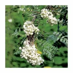 Sorbus cashmiriana | Rowan Tree 9 Sorbus cashmiriana | Rowan Tree -Ornamental Trees Shop TR02009L add image 2 ebfb