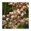 Sorbus cashmiriana | Rowan Tree 2 Sorbus cashmiriana | Rowan Tree -Ornamental Trees Shop TR02009L main image afb3