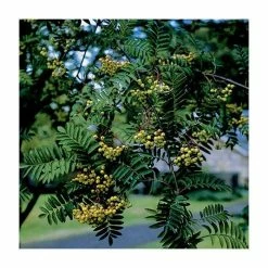 Sorbus 'Joseph Rock' | Mountian Ash Rowan Tree | 12L Pot | 150-180cm | By Frank P Matthews 9 Sorbus 'Joseph Rock' | Mountian Ash Rowan Tree | 12L Pot | 150-180cm | By Frank P Matthews -Ornamental Trees Shop TR020312L add image 1 2bee