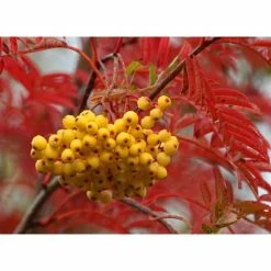 Sorbus 'Joseph Rock' | Mountian Ash Rowan Tree | 12L Pot | 150-180cm | By Frank P Matthews 10 Sorbus 'Joseph Rock' | Mountian Ash Rowan Tree | 12L Pot | 150-180cm | By Frank P Matthews -Ornamental Trees Shop TR020312L add image 2 113a