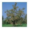 Sorbus 'Joseph Rock' | Mountian Ash Rowan Tree | 12L Pot | 150-180cm | By Frank P Matthews -Ornamental Trees Shop TR020312L main image bc6a
