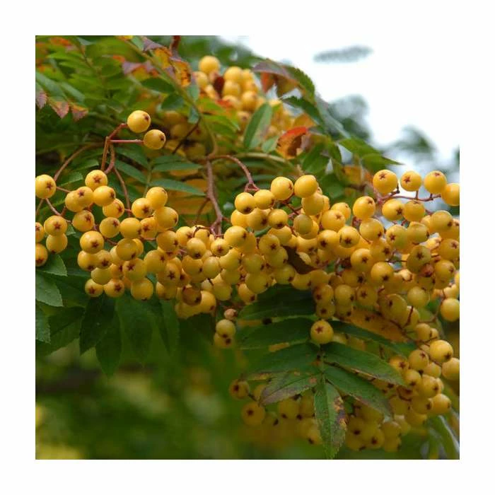 Sorbus 'Joseph Rock' | Rowan Tree 4 Sorbus 'Joseph Rock' | Rowan Tree - Image 2