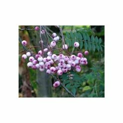 Sorbus vilmorinii | Rowan Tree | 12L Pot | 150-180cm | By Frank P Matthews -Ornamental Trees Shop TR020412L add image 1 15ff