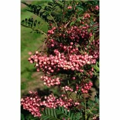 Sorbus vilmorinii | Rowan Tree | 12L Pot | 150-180cm | By Frank P Matthews -Ornamental Trees Shop TR020412L rollover image 44f2