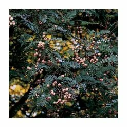 Sorbus vilmorinii | Rowan Tree -Ornamental Trees Shop TR02049L add image 2 95bb