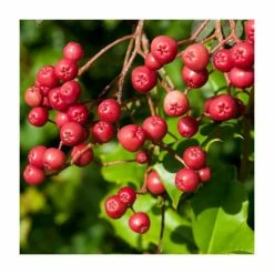 Sorbus vilmorinii | Rowan Tree -Ornamental Trees Shop TR02049L add image 4 b62b