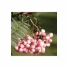 Sorbus vilmorinii | Rowan Tree -Ornamental Trees Shop TR02049L main image 409e