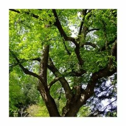 Tilia platyphyllos 'Rubra' | Large Leaf Lime Tree | 9L Pot | 120-150cm -Ornamental Trees Shop TR0205 add image 1 2c74