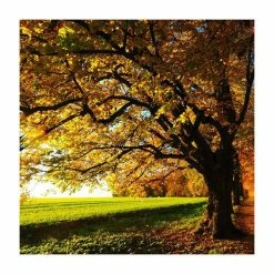 Tilia platyphyllos 'Rubra' | Large Leaf Lime Tree | 9L Pot | 120-150cm -Ornamental Trees Shop TR0205 add image 2 eb92