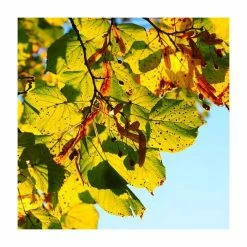Tilia platyphyllos 'Rubra' | Large Leaf Lime Tree | 9L Pot | 120-150cm -Ornamental Trees Shop TR0205 add image 3 63a7