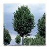 Tilia platyphyllos 'Rubra' | Large Leaf Lime Tree | 9L Pot | 120-150cm -Ornamental Trees Shop TR0205 main image a1ce