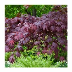 Acer palmatum 'Bloodgood' | Japanese Maple Tree -Ornamental Trees Shop TR037918L add image 4 da1f