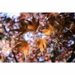 Acer palmatum 'Bloodgood' | Japanese Maple Tree -Ornamental Trees Shop TR037918L add image 5 d1d7
