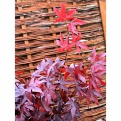 Acer palmatum 'Bloodgood' | Japanese Maple Tree -Ornamental Trees Shop TR037918L add image 6 e733