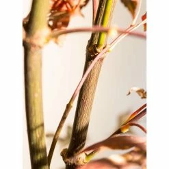 Acer palmatum 'Bloodgood' | Japanese Maple Tree -Ornamental Trees Shop TR037918L add image 8 1024