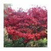 Acer palmatum 'Bloodgood' | Japanese Maple Tree 1 Acer palmatum 'Bloodgood' | Japanese Maple Tree -Ornamental Trees Shop TR037918L main image 13ad