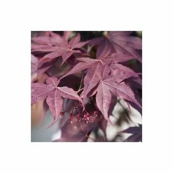 Acer palmatum 'Bloodgood' | Japanese Maple Tree -Ornamental Trees Shop TR037918L rollover image 1e9f