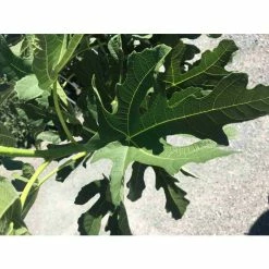 5ft 'Brogiotto Nero' Half Standard Fig Tree | 10L Pot -Ornamental Trees Shop TR0384 add image 3 d426